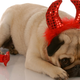 Illustration for article titled Research Suggests That Left-Pawed Dogs Are Just Slightly Evil